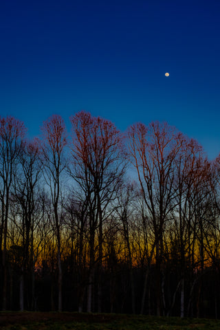 Winter Moonrise